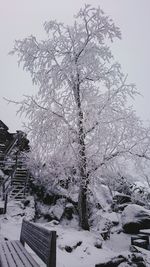 Trees growing on snow covered landscape