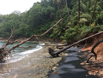 River amidst trees in forest