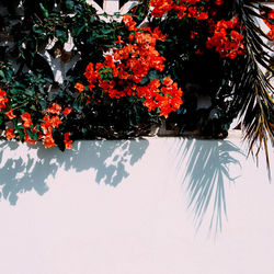 Close-up of red flowering plants by water