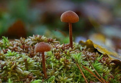 Close-up of mushrooms growing on moss
