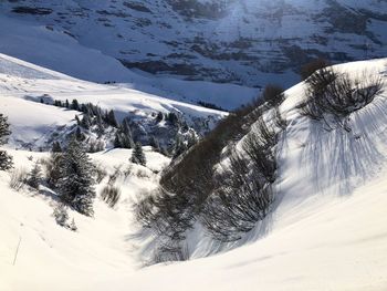 Snow covered trees on mountain