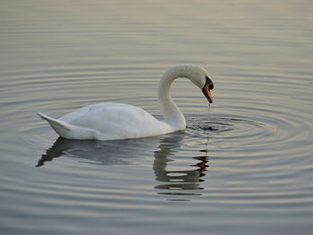 Swan swimming in lake