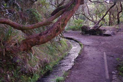 Trees growing in forest