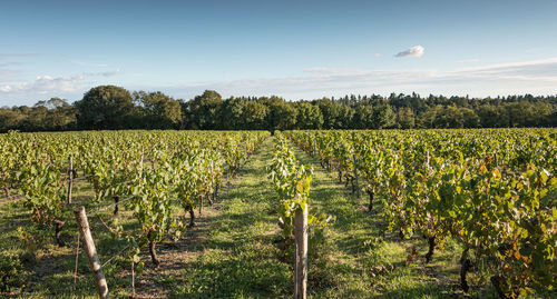 Scenic view of vineyard against sky