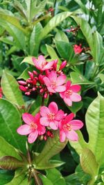 Close-up of pink flowering plant