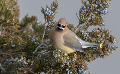 Close-up of bird perching on tree