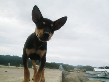 Close-up of dog against clear sky