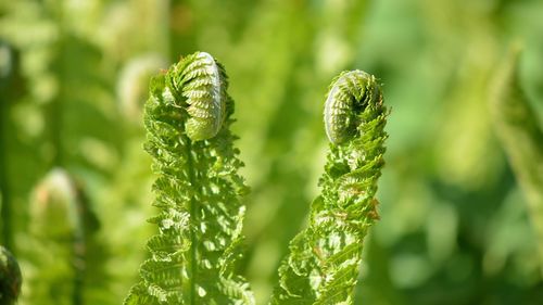 Close-up of fern