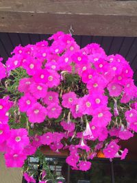 Close-up of pink flowers