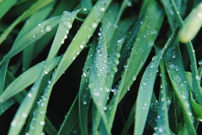 Close-up of wet leaves on rainy day