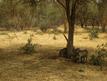 View of elephant in forest