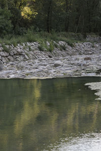 Scenic view of river flowing in forest