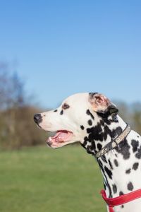 Close-up of dog against clear sky