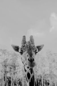 Portrait of giraffe