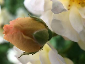 Close-up of flowering plant