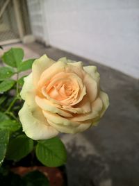 Close-up of rose blooming outdoors