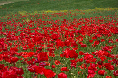 Close-up of red poppy flowers on field