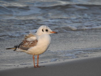 Seagull on beach