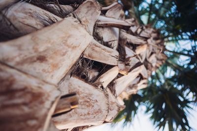 Low angle view of tree trunk