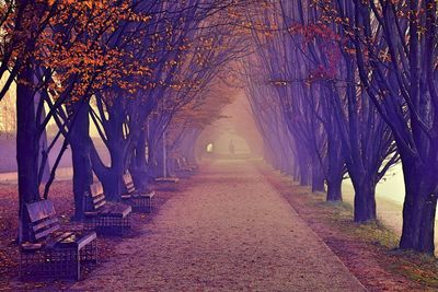 Illuminated trees at night