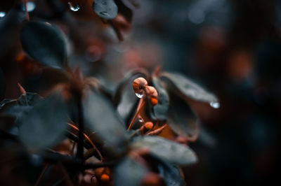 Close-up of dry leaves on plant