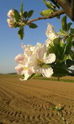 Close-up of white flowers