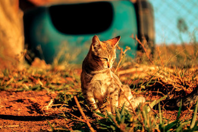Cat sitting on a field