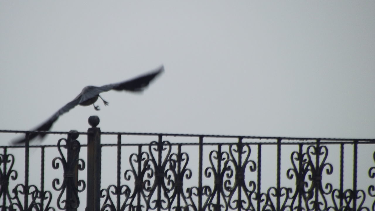 LOW ANGLE VIEW OF SEAGULLS FLYING AGAINST SKY