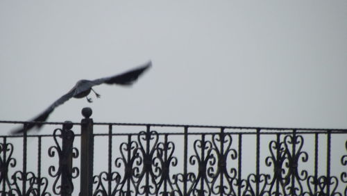 Low angle view of seagull flying against clear sky