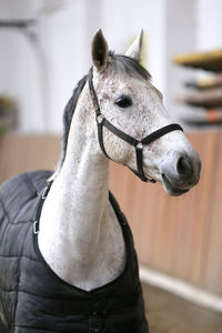 Close-up portrait of a horse