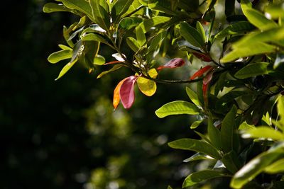 Close-up of plant