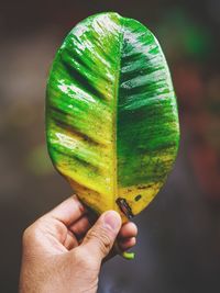 Close-up of hand holding leaf