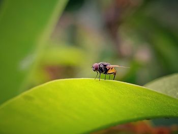 Close-up of insect on leaf