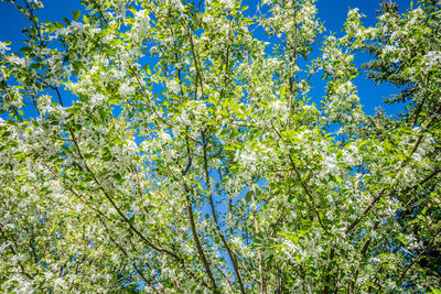 Low angle view of tree against blue sky