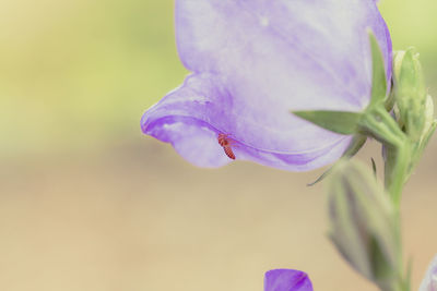 Close-up of purple flowering plant