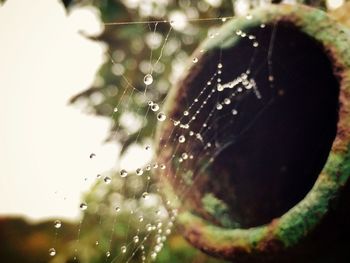 Close-up of water drops on leaf