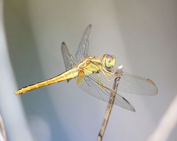 Close-up of dragonfly on twig