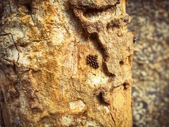 Close-up of carving on tree trunk