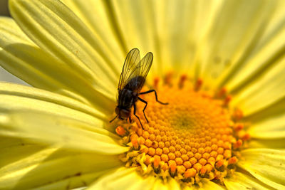 Close-up of insect on yellow flower