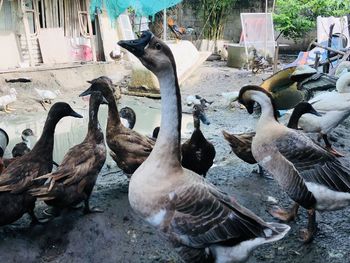 High angle view of birds in lake