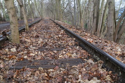 Railroad track amidst trees in forest during autumn