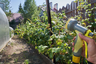 Low angle view of man standing in greenhouse