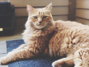 Portrait of cat resting at home