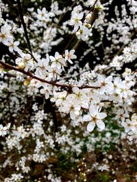 Close-up of white cherry blossoms in spring