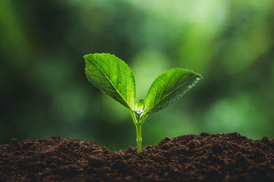 Close-up of small plant growing on field