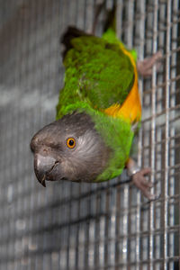 Close-up of parrot in cage