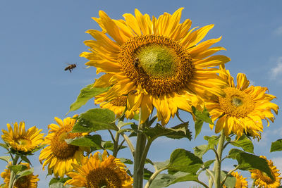 Low angle view of bee on sunflower against sky