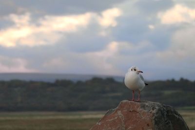 Seagull perching on rock against sea