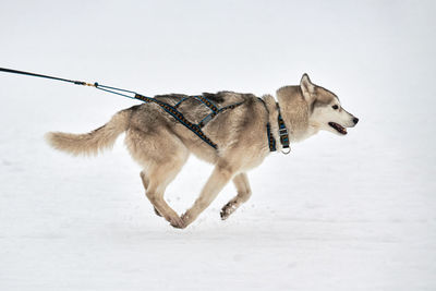 Running husky dog on sled dog racing. winter dog sport sled team competition. siberian husky dog