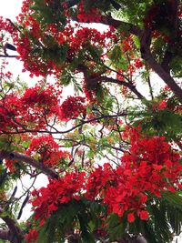 Low angle view of red flower tree